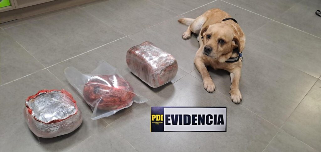 CAN GOHAN DE LA PDI JUNTO A DETECTIVES DE VALDIVIA DETECTARON MÁS DE 4 KILOS DE CANNABIS QUE INGRESABAN A LOS RÍOS